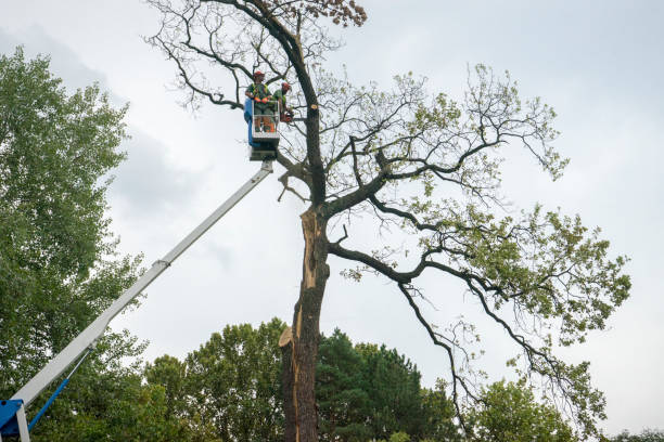 Professional Tree Care Services in Ocean Acres, NJ